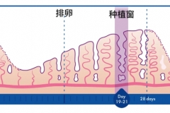 移植的是1级胚胎为什么失败了？